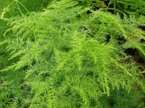 AsparagusSetaceus01.jpg
