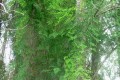 AsparagusSetaceus04.jpg