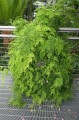 AsparagusSetaceus02.jpg