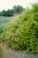AsparagusSetaceus05.jpg