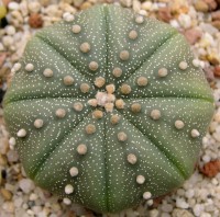 Astrophytum Asterias