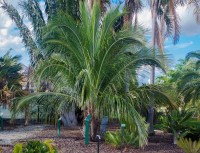Beccariophoenix Madagascariensis