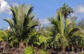 BeccariophoenixMadagascariensis02.jpg