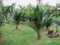 BeccariophoenixMadagascariensis01.jpg