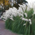 CortaderiaSelloanaWhite02.jpg