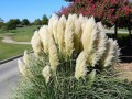 CortaderiaSelloanaWhite03.jpg
