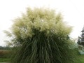CortaderiaSelloanaWhite01.jpg