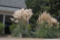 CortaderiaSelloanaWhite04.jpg