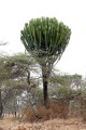 EuphorbiaCandelabrum01.jpg