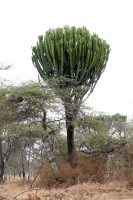 Euphorbia Candelabrum