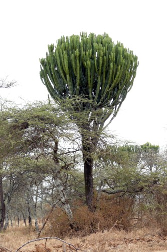 EuphorbiaCandelabrum01.jpg