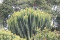 EuphorbiaCandelabrum04.jpg