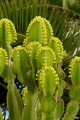 EuphorbiaCandelabrum02.jpg