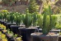 EuphorbiaCandelabrum03.jpg