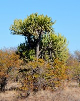 Euphorbia Confinalis