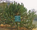 EuphorbiaConfinalis03.jpg