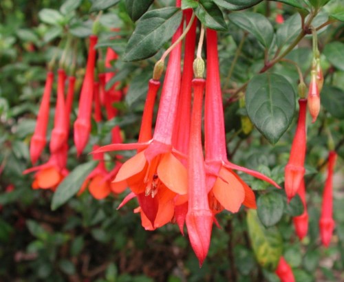 FuchsiaVulcanica02.jpg