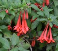 FuchsiaVulcanica03.jpg