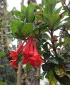 FuchsiaVulcanica01.jpg
