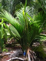 Masoala Madagascariensis