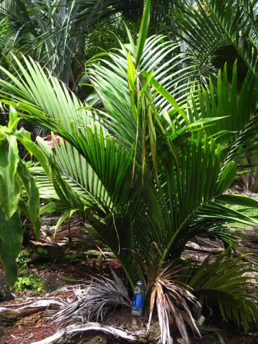 MasoalaMadagascariensis02.jpg