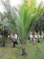 MasoalaMadagascariensis01.jpg