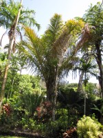 Raphia Farinifera 
