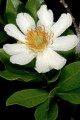 XylothecaKraussiana04.jpg