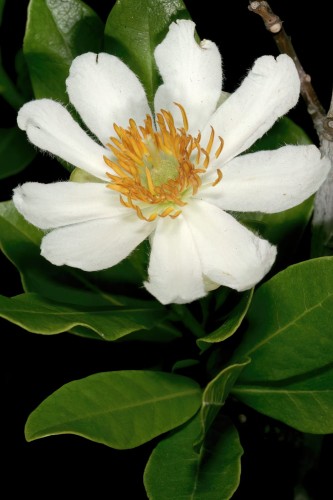 XylothecaKraussiana04.jpg