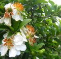 XylothecaKraussiana02.jpg