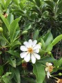 XylothecaKraussiana01.jpg