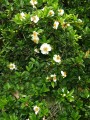 XylothecaKraussiana03.jpg