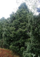 Podocarpus Henkelii