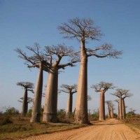Adansonia Madagacariensis