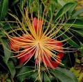 AdansoniaMadagascariensis04.jpg