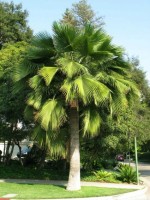 Brahea Edulis