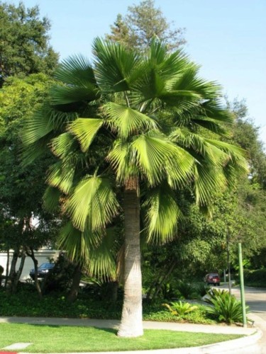 BraheaEdulis01.jpg