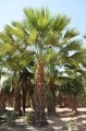 BraheaEdulis02.jpg