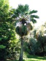 BraheaEdulis03.jpg