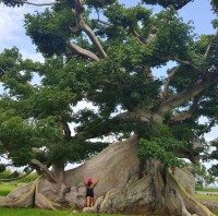 Ceiba Pentandra 