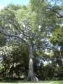 CeibaPentandra01.jpg