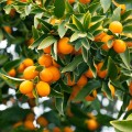 CitrusJaponica04.jpg