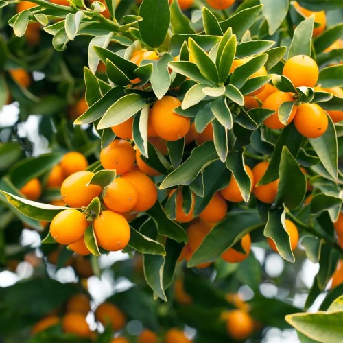 CitrusJaponica04.jpg