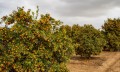 CitrusJaponica03.jpg