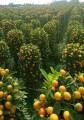 CitrusJaponica01.jpg