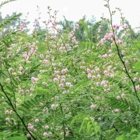 Mimosa Pigra 