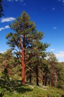 Pinus Ponderosa