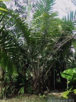 Salacca Stolonifera