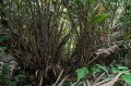 SalaccaStolonifera03.jpg