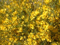 Senna Artemisioides Subsp.Oligophylla